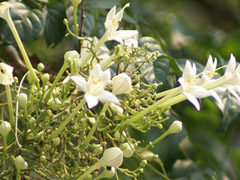 Tree Jasmine
