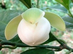 Coconut Magnolia
