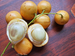 Burmese Grape